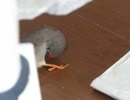 アスレチックで小松菜食べるインコ 床で小松菜食べるキンカチョウ2025年8月22日