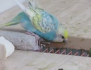 拭き付ける 食べるインコ　キンカチョウも餌を食べる2025年8月22日
