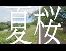 夏桜 / 初音ミク