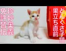 鈍くさ子猫、珍妙の「奥義」にたどりつく