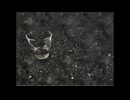 弱音/水彩優feat.重音テト
