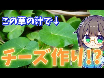 その辺の草の汁を使ってチーズを作りたい！【ガガイモ】