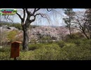 東京駅→博多駅を歩くセーブポイント旅#75-1（40日目 嵯峨嵐山駅～）