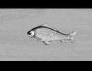 [初音ミク/MV] 湯船と魚