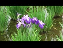 【音楽と景観】東京緑地#38「西武園線と北山公園」