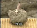 ホモと学ぶこんにゃくができるまで