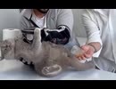 ホモと見るネコの採尿
