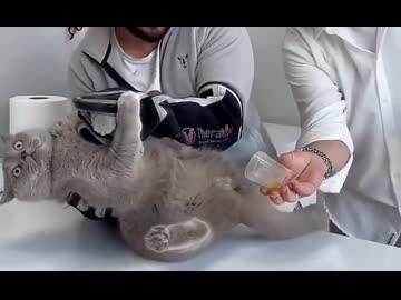 ホモと見るネコの採尿