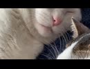 鼻こより