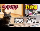 遊んでたんじゃないの？【野良猫】