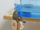 気になるがしなかったキンカチョウ インコの音にビビったぁ～2025年8月23日