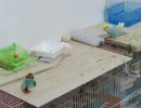おもちゃが気になる？インコ2025年8月23日