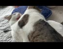 「むしゃくしゃしてやった」