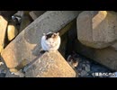 防波堤要塞猫都市