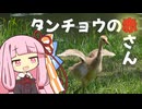 【VOICEROID探鳥】身近な鳥を見に行こう【タンチョウヅル】