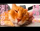 抜歯処置の超ナイーブ猫、抜歯後の療養の結果…