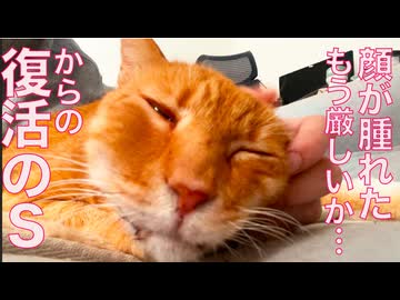 抜歯処置の超ナイーブ猫、抜歯後の療養の結果…