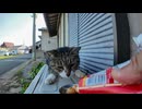 寝たふりか?寝ていたのにちゅーるを出すと飛び起きる猫