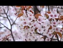 Blooming feat.Miku Hatsune / Melodic Progressive House