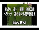 25・8・24  簡単に育つよ。ほぼ万能薬草❣️でも注意して⚠️ スーパーの　大葉は　農薬まみれと言われて居ます。