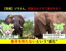 【悲報】象さん、乱獲されすぎて象牙を持つのをやめてしまう【ずんだもん&ゆっくり解説】