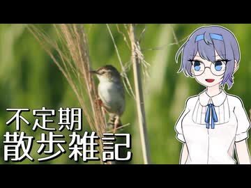 不定期散歩雑記_63 - テレコンと探鳥