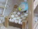 卵に興味なしと思いきや…最後に少しつつくインコ 途中キンカチョウも映る2025年8月24日