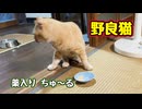 薬 残すし…【野良猫】