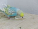 今日もカルボーンを喰らうインコ キンカチョウも映る2025年8月24日
