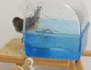 キンカチョウちょっとだけ水浴び→毛繕い 餌を食べるインコ2025年8月24日