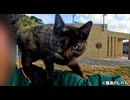 主役はサビ子猫！肩に乗る！