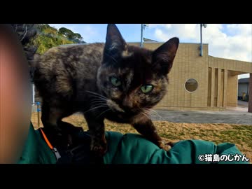 主役はサビ子猫！肩に乗る！