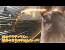 強化グラディウスをレディで倒すには使命の刃が強い