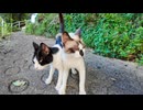 仲良し猫二人組と丘の上のカフェに向かう道を歩いてきた