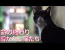 命の終わり、導かれし猫たち