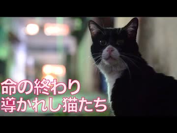 命の終わり、導かれし猫たち