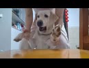 ホモと見る食べようと思っていたソーセージが飛んで行ってたまげる犬