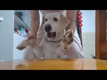 ホモと見る食べようと思っていたソーセージが飛んで行ってたまげる犬