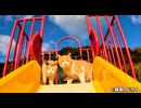 すべり台to猫たち