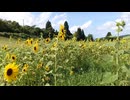 【新潟】山本山のひまわり畑【小千谷】