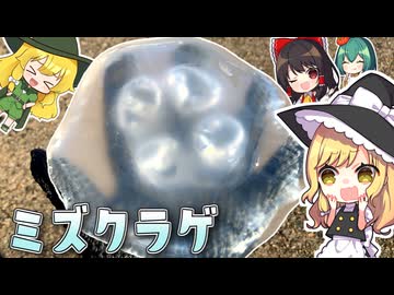 【魔理沙の一狩り行こうぜ!!さんとコラボ】クラゲを食す！ハンティング食材でクッキング！真似しちゃダメ…です…【料理】【ゆっくり実況】