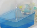 入らなかったインコ キンカチョウ飛ぶ2025年8月25日