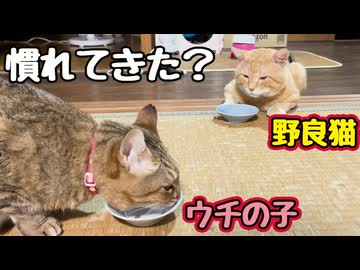 家猫まで あと何歩？【野良猫】