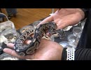 ”ペットは爬虫類”の人たち　「心がゆっくりのんびり　忙しいという気持ちがなくなる」　展示即売会で見えた人気の理由