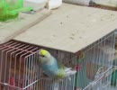 インコ下から齧る→移動→かきかき、毛繕いなど キンカチョウも映る2025年8月25日