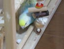 ちょっと卵をつつくインコ キンカチョウも後半少し映る2025年8月25日