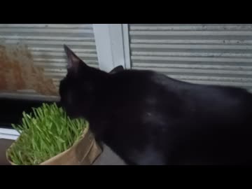 草大好きこま