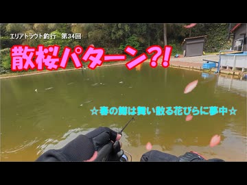 散桜パターン?!　☆春の鱒は舞い散る花びらに夢中☆