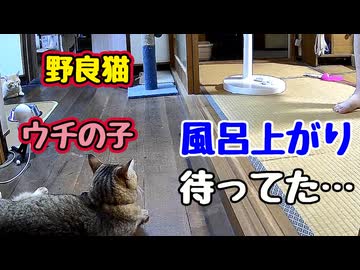 ちゅ〜る 絡むと仲がいい…【野良猫】