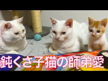 鈍くさ子猫、巣立ち直前の猫師弟愛